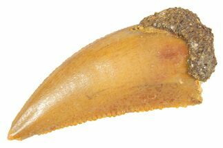 Serrated Raptor Tooth - Real Dinosaur Tooth #364729