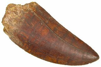 Serrated, Carcharodontosaurus Tooth - Real Dinosaur Tooth #364752