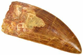 Dinosaur Teeth For Sale