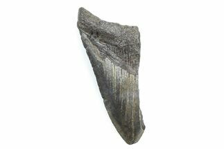 Partial Fossil Megalodon Tooth - South Carolina #362525