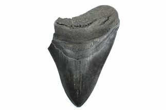 Partial Fossil Megalodon Tooth - South Carolina #362539