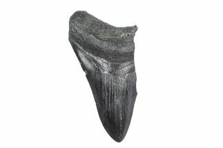 Partial Fossil Megalodon Tooth - South Carolina #362570