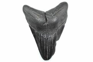 Bargain, Fossil Megalodon Tooth - South Carolina #362579
