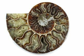 Cut & Polished Ammonite Fossil (Half) - Madagascar #364934
