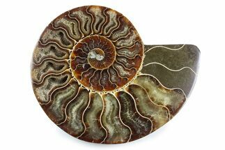 Cut & Polished Ammonite Fossil (Half) - Madagascar #364938