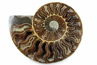 Cut & Polished Ammonite Fossil (Half) - Madagascar #364942