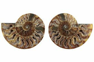 Cut & Polished Crystal-Filled Ammonite Fossil - Madagascar #364755