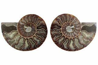Cut & Polished Crystal-Filled Ammonite Fossil - Madagascar #364763