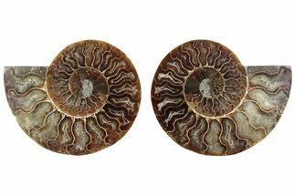 Cut & Polished Ammonite Fossil - Madagascar #364765