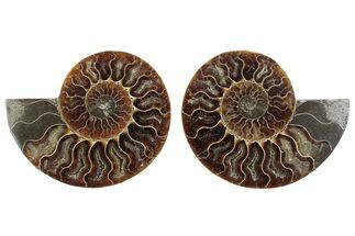 Cut & Polished Ammonite Fossil - Madagascar #364767