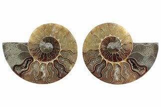 Cut & Polished Ammonite Fossil - Madagascar #364768