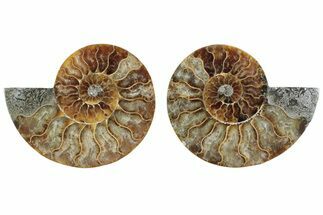 Cut & Polished Ammonite Fossil - Madagascar #364769