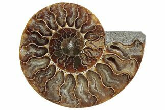 Cut & Polished Ammonite Fossil (Half) - Madagascar #364894