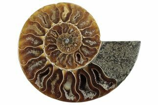 Cut & Polished Ammonite Fossil (Half) - Madagascar #364900