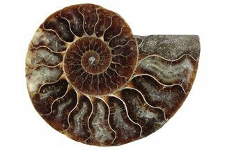 Cut & Polished Ammonite Fossil (Half) - Madagascar #364906