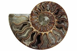Cut & Polished Ammonite Fossil (Half) - Madagascar #364911