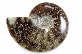 Polished Ammonite (Cleoniceras) Fossil - Madagascar #364949