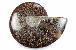 Polished Ammonite (Cleoniceras) Fossil - Madagascar #364962