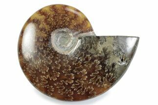 Polished Ammonite (Cleoniceras) Fossil - Madagascar #364967
