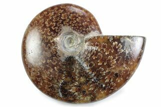 Polished Ammonite (Cleoniceras) Fossil - Madagascar #364968