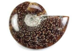 Polished Ammonite (Cleoniceras) Fossil - Madagascar #364971