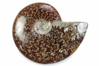 Polished Ammonite (Cleoniceras) Fossil - Madagascar #364974
