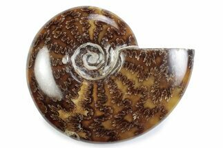 Polished Ammonite (Cleoniceras) Fossil - Madagascar #364975