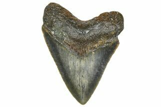 Serrated, Juvenile Megalodon Tooth - North Carolina #364959