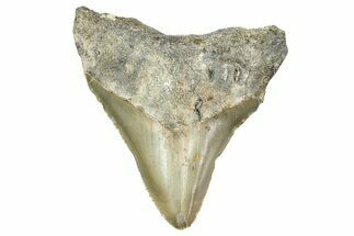 Serrated, Juvenile Megalodon Tooth - North Carolina #364977
