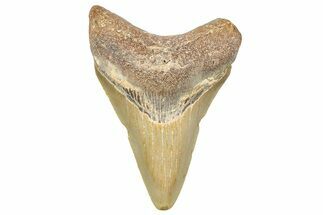 Serrated, Juvenile Megalodon Tooth - North Carolina #364979