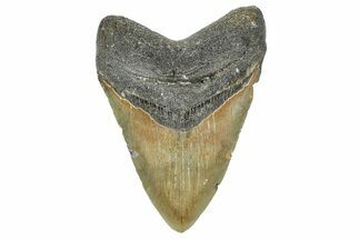Fossil Megalodon Tooth - North Carolina #364990