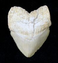 Large Squalicorax (Crow Shark) Fossil Tooth #19285