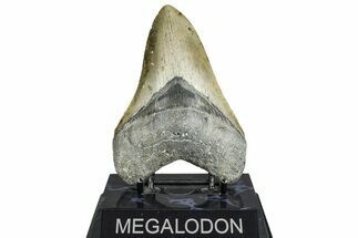 Serrated, Fossil Megalodon Tooth - North Carolina #365003