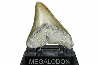 Fossil Megalodon Tooth - Serrated Blade #365007