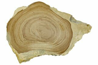 Polished Devonian Domal Stromatolite Slab - Russia #365089