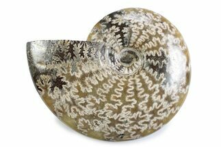 Polished Ammonite (Cleoniceras) Fossil - Madagascar #365042