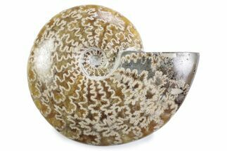Polished Ammonite (Cleoniceras) Fossil - Madagascar #365045