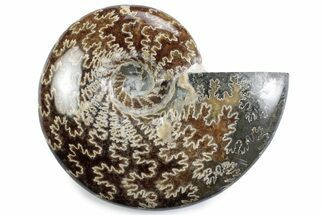 Polished Ammonite (Cleoniceras) Fossil - Madagascar #365047