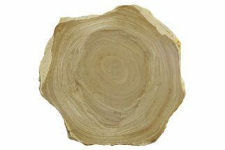 Polished Devonian Domal Stromatolite Slab - Russia #365095