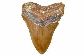 Fossil Megalodon Tooth From Morocco - Rare Location #365176