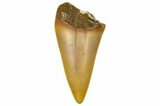 Fossil Mako Shark Tooth - Dakhla, Morocco #365226