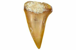 Fossil Mako Shark Tooth - Dakhla, Morocco #365228