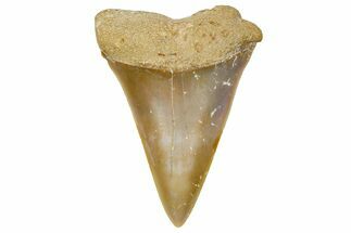 Fossil Mako Shark Tooth - Dakhla, Morocco #365239