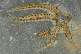 Ordovician Brittle Star (Ophiura) - Morocco #365262