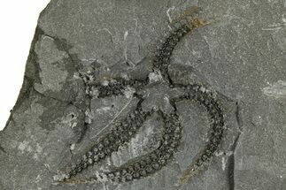 Ordovician Brittle Star (Ophiura) - Morocco #365265