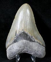 Sharply Serrated Megalodon Tooth - North Carolina #19295