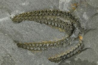 Ordovician Brittle Star (Ophiura) - Morocco #365267