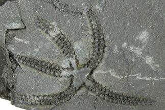 Ordovician Brittle Star (Ophiura) - Morocco #365271
