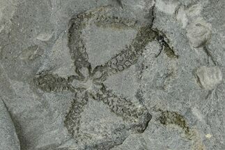 Ordovician Brittle Star (Ophiura) - Morocco #365277
