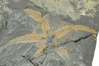 Ordovician Brittle Star (Ophiura) - Morocco #365284